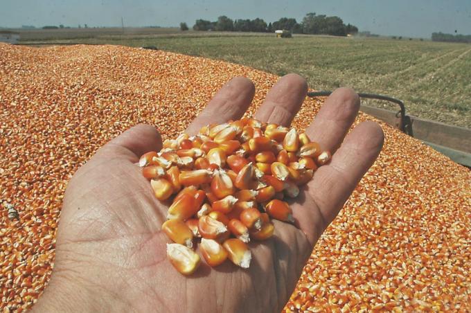 El derrumbe del petróleo pone en riesgo al maíz, que cayó otro 3% en la Bolsa de Chicago