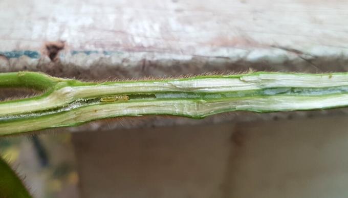 Alertan por una nueva plaga que reduce los rendimientos en soja