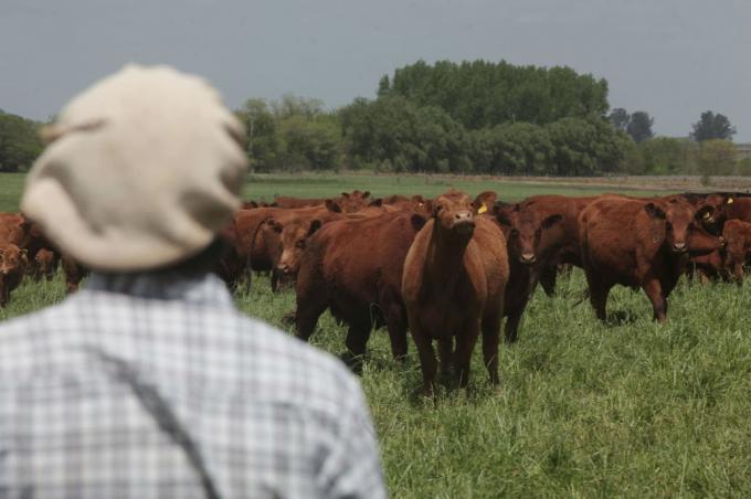 Coronavirus y rutina ganadera: pautas para un adecuado manejo