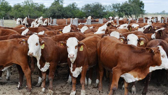 Inseguridad rural: confirman el asesinato de un productor ganadero en Misiones