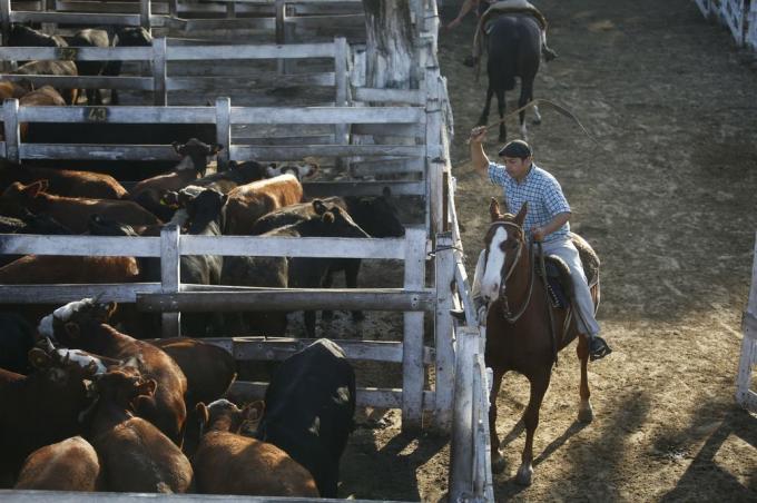 El Gobierno pidió que "se aplaquen" los precios de la hacienda en el Mercado de Liniers