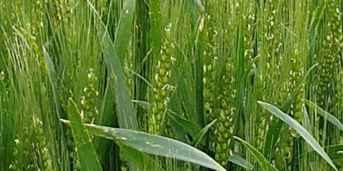 ¿Sembramos trigo? Desde la Bolsa de Córdoba dicen que los planetas están alineados para hacerlo
