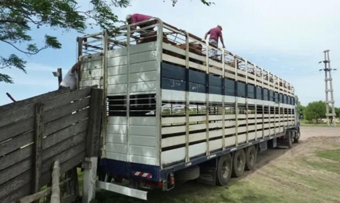 Permiten la desinfección de vehículos para el transporte de animales vivos en lavaderos no habilitados
