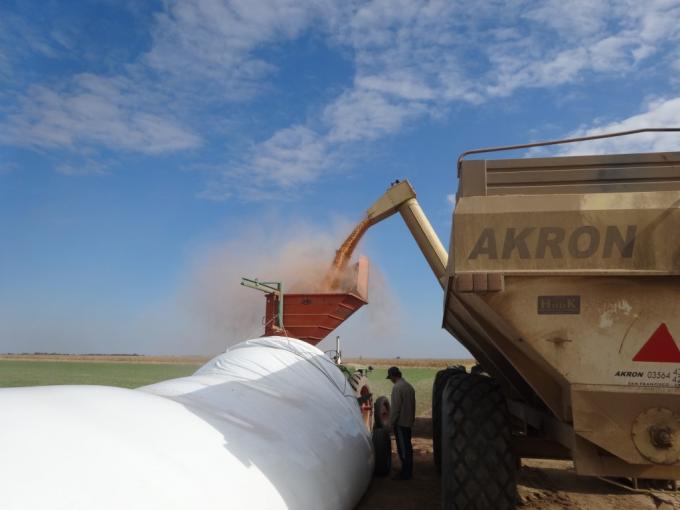 Algunos empresarios agrícolas venderán maíz temprano con un tipo de cambio superior a 80 $/u$s: cómo lo hicieron