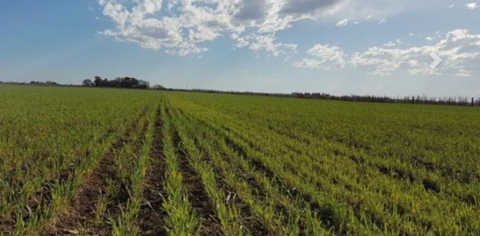 ¿Son suficientes las lluvias de abril y marzo para sembrar trigo en Argentina?