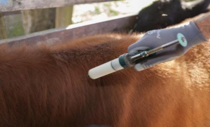 Extienden la excepción de la vacunación contra la fiebre aftosa para el movimiento de animales