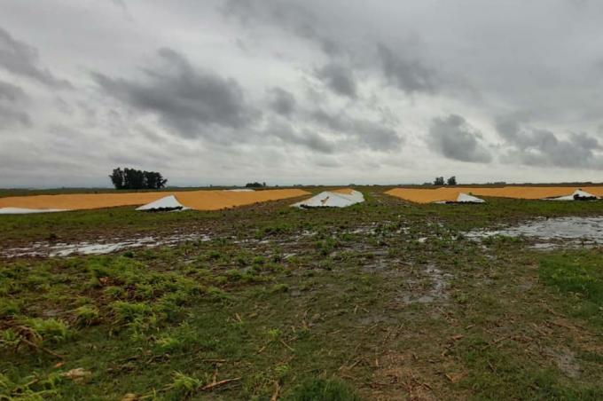 Santa Fe: entraron a un campo para romper 6 silobolsas con 1300 toneladas de maíz