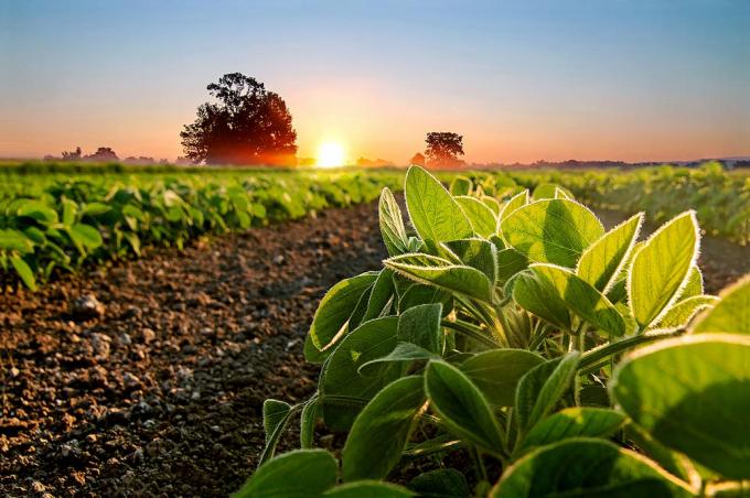 Exportadores y productores. Una disputa con el trasfondo de US$9600 millones en soja