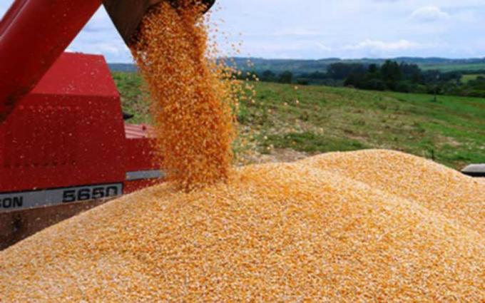 Exportaciones 2019: Santa Fe exportó más, y en Argentina el maíz jugó un papel clave