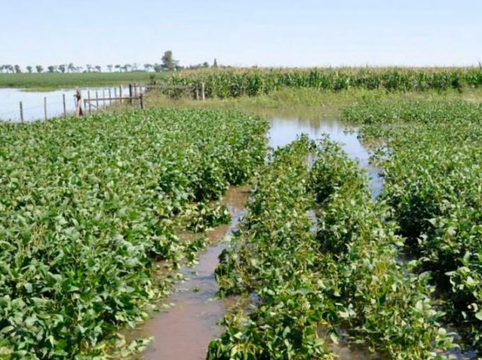 Lluvias: evento clave para trigo pero también amenaza para la cosecha de soja