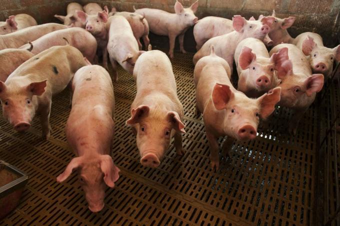 Coronavirus. Alertan sobre problemas para colocar la producción de cerdos