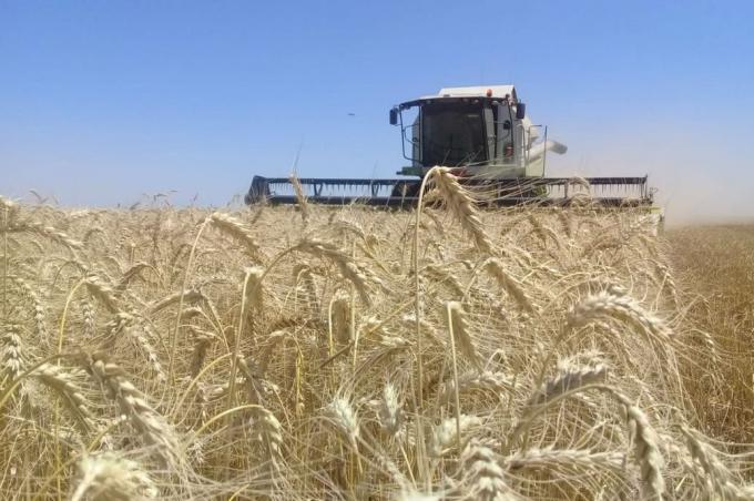 Trigo: Buenos Aires tiene el potencial de concretar una nueva siembra récord