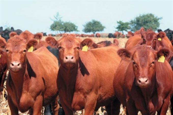 Ganadería. Saponinas: una sustancia muy poco valorada pero con efectos positivos en el metabolismo animal