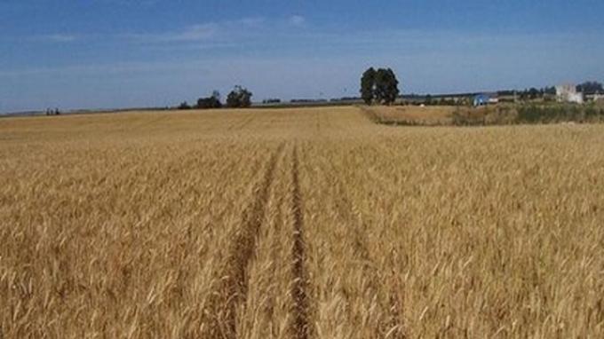 Trigo: Aspectos para tener en cuenta en el Sur de Santa Fe 