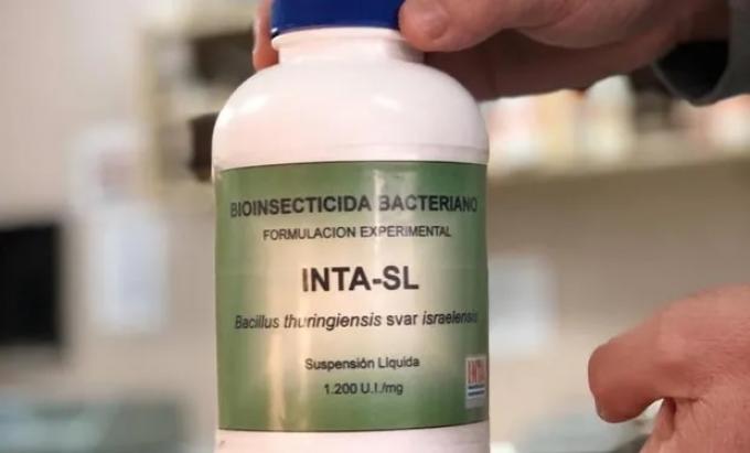 Dengue: el INTA desarrolló un biolarvicida para controlar el vector