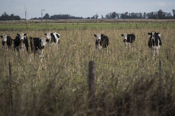 Forrajeras. Hay condiciones óptimas para la fertilización