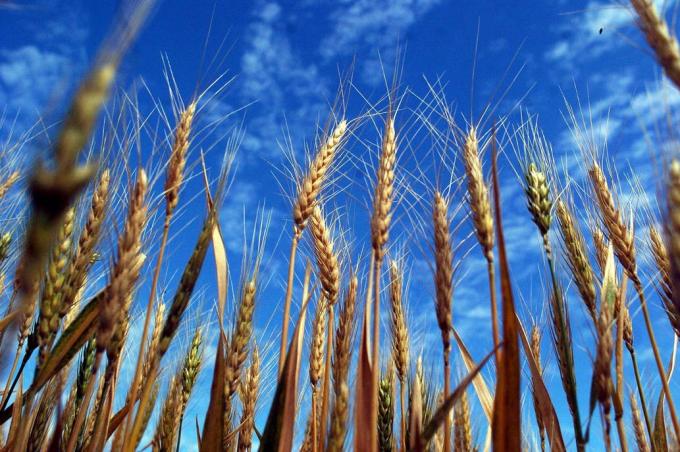 Fertilizantes y agroquímicos. Qué pasa con la venta tras la medida del Central