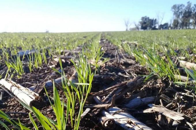 Fertilizantes. La Mesa de Enlace ya tiene cita para hablar con el Central