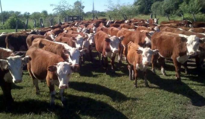Ganadería. Mendoza gana terreno en la comercialización de terneros