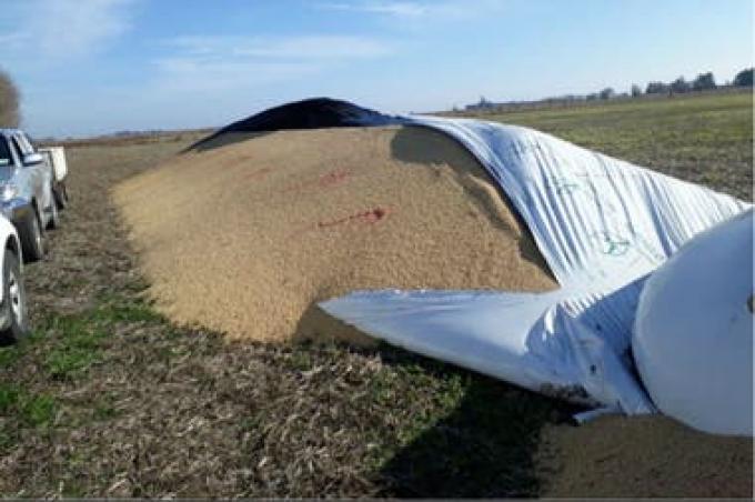 Santa Fe. Le rompieron un silobolsa y rociaron un producto al grano: perdió $1,5 millones.
