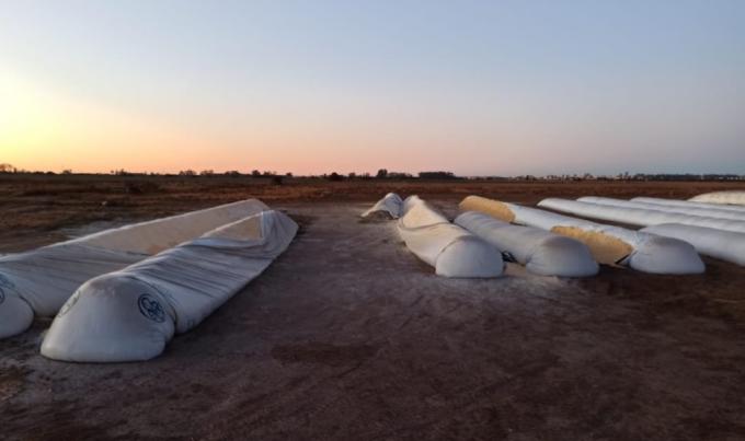 Inseguridad alimentaria: todas las instituciones de la cadena agroindustrial argentina solicitaron que se tomen medidas contra la destrucción de silobolsas