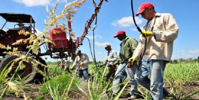 Argentina está negociando con Cuba para cultivar allá sobre un millón de hectáreas