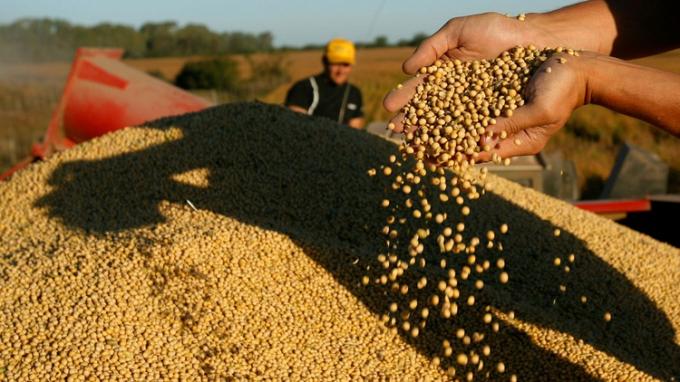 Complejo Soja: ¿Por Qué Caen Las Exportaciones De Harina En Beneficio Del Poroto Sin Procesar?