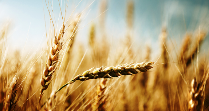 La agroindustria cervecera se consolida como el décimo complejo agroexportador de la Argentina