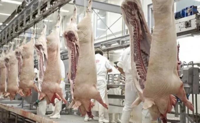 Con inversiones chinas, Argentina busca producir 9 millones de toneladas de carne de cerdo