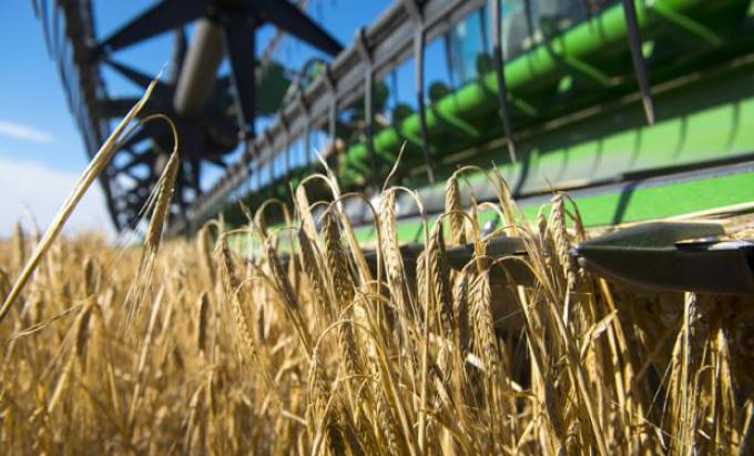 Trigo: hormonas de crecimiento y nutrientes por vía foliar.