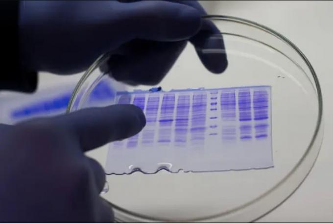 Covid-19. Un laboratorio del agro desarrolló dos proteínas con potencial efecto antiviral.