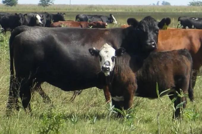 La vaca vs. el "dólar bolsa": quién ganó la carrera de precios del primer semestre.