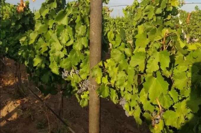 Mendoza. Reciclan envases de agroquímicos en postes para viñedos.