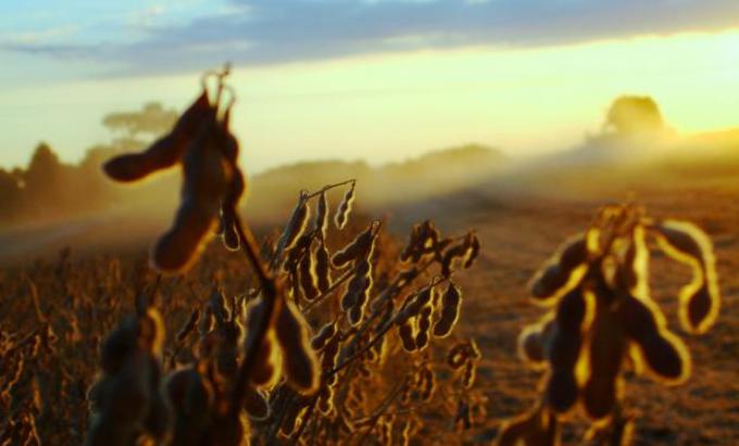 La soja que viene en Córdoba: 330 dólares para el Estado, 240 dólares para el dueño del campo y lo que quede para producirla