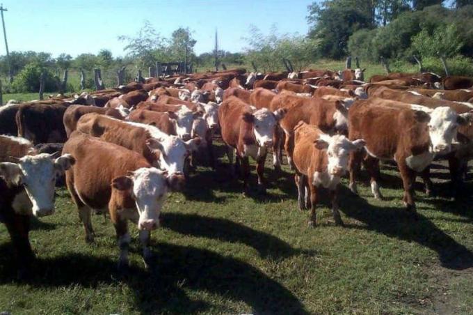 Análisis. Certezas e incertidumbres en la cadena de ganados y carnes
