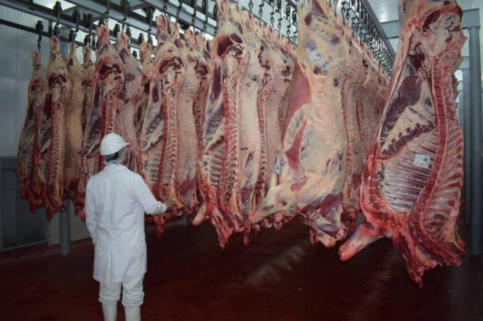 Faena argentina: las hembras en el nivel más bajo en casi dos años