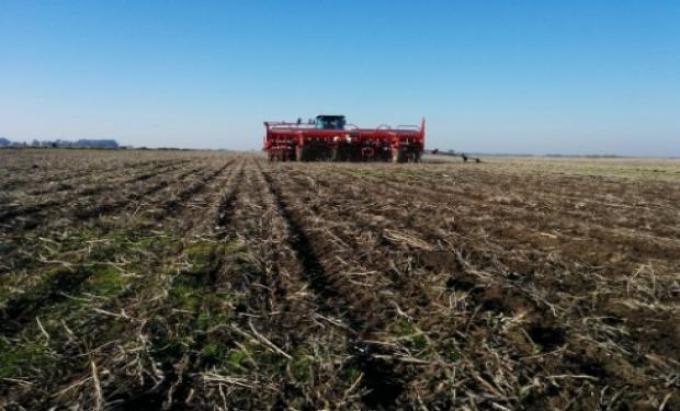 Entre sequía y saturación, cae la superficie de trigo