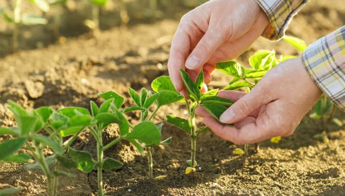 De qué se trata el proyecto sobre fertilizantes para aumentar entre 8 y 18 MTn la producción nacional