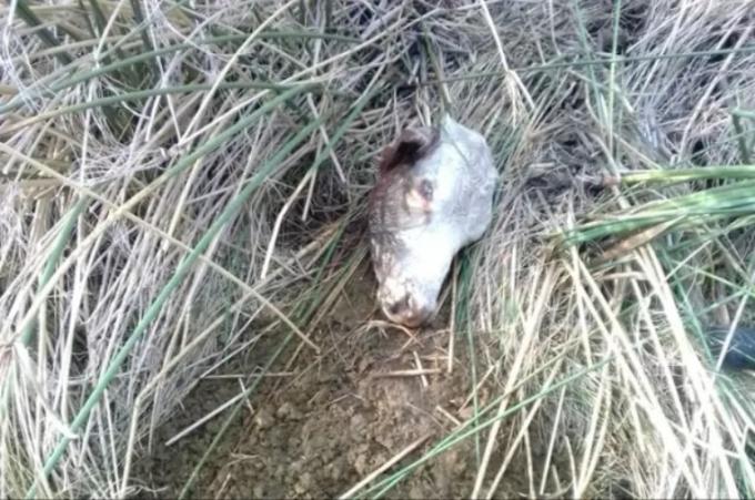 "Desmadrado". Productores de Corrientes alertan por un aumento del robo de hacienda.
