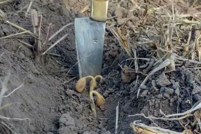 Problemas para el campo. El 2020 ya está entre los más secos de los últimos 12 años.
