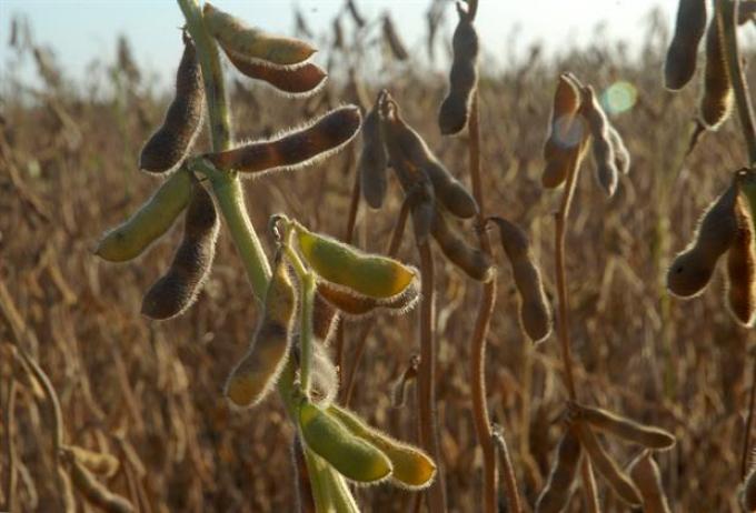 Opinión. Agroecología, Doña Petrona y militancia.