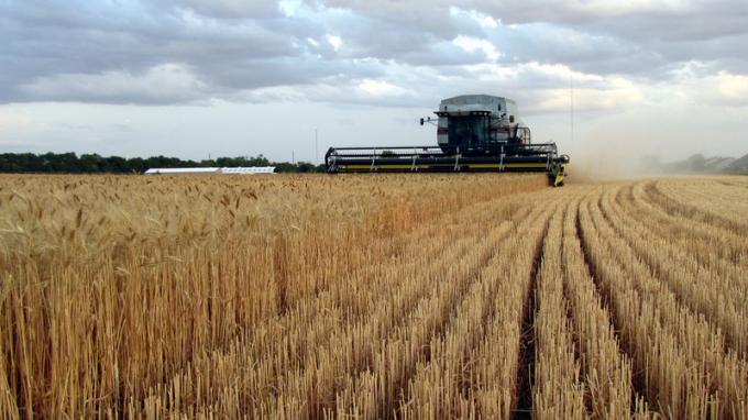 Con manejo y llegada de nuevas lluvias, el trigo puede esperar rindes "aceptables"