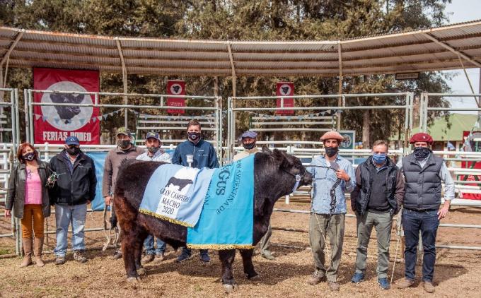 La necesidad de deshacerse de los pesos también está contribuyendo a afirmar los valores de la genética bovina