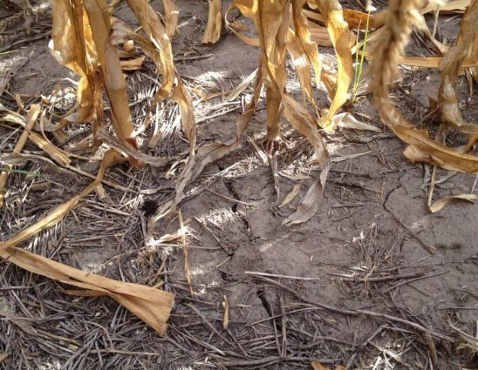 Argentina en alerta climática: la probabilidad de que un evento “Niña” ocurra en el último trimestre del año ya es del 79%