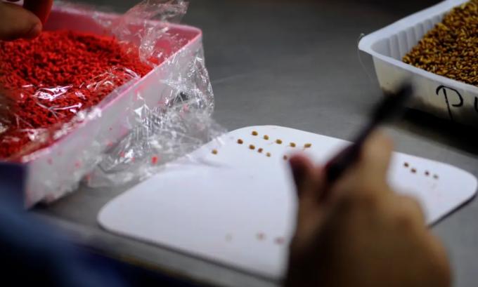 Liberan más de 150 millones de insectos estériles para controlar una plaga en Mendoza