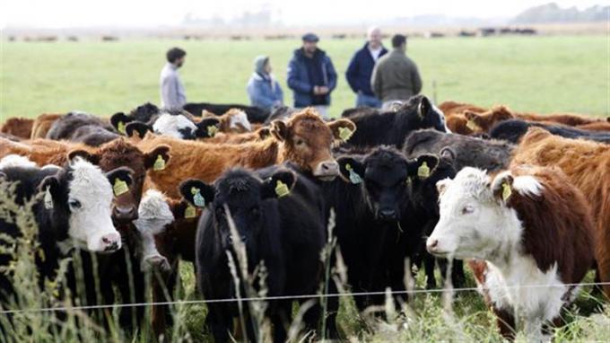 Censo Agropecuario. En 16 años se perdieron más de 63.000 establecimientos ganaderos.