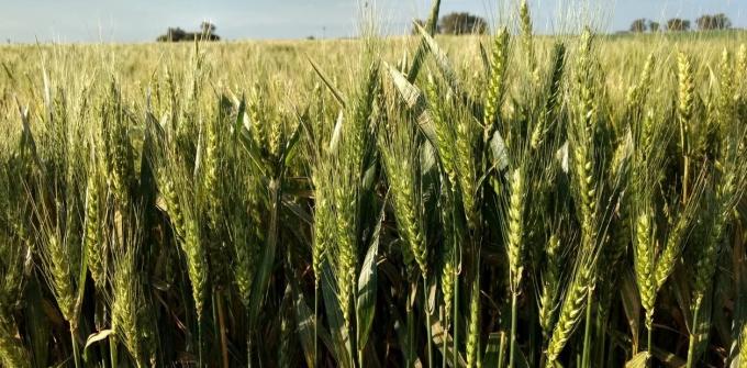 Uruguay avanza en la autorización de HB4 en trigo y soja