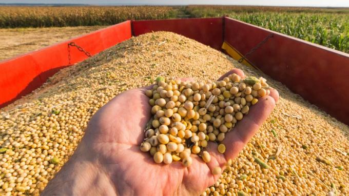 Opinión. En el mercado de soja, cocodrilo que se duerme es cartera.