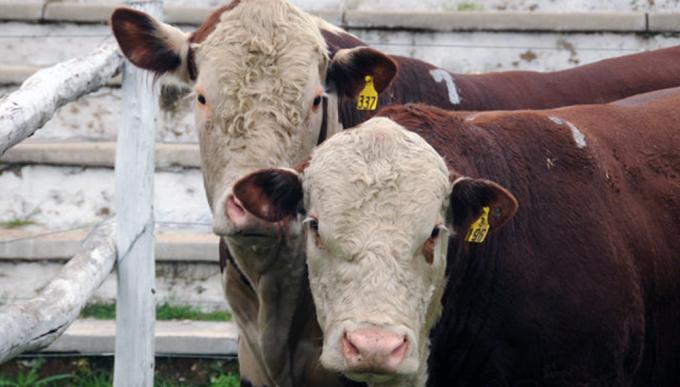 Revelan que la garrapata común bovina resiste a la ivermectina