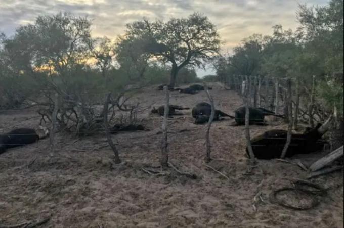"Si hubiera entrado no pasaba". No pudo llegar a su campo de San Luis y se le murieron 35 vacas.